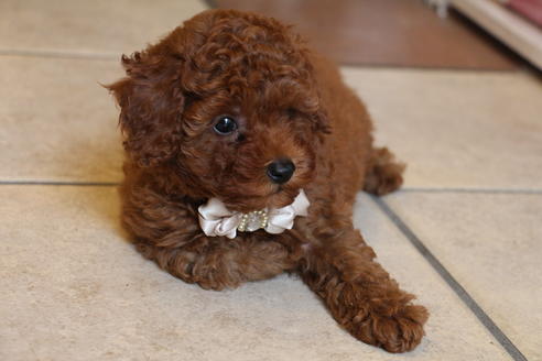 成約済の愛知県のトイプードル-48642の4枚目