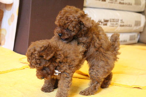 成約済の愛知県のトイプードル-48642の3枚目