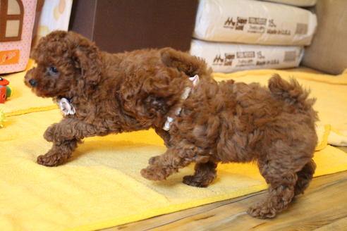 成約済の愛知県のトイプードル-48642の2枚目