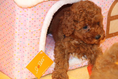 成約済の愛知県のトイプードル-48642の1枚目