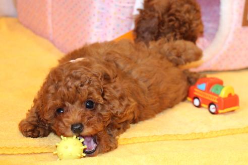 成約済の愛知県のトイプードル-48643の6枚目