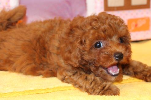 成約済の愛知県のトイプードル-48643の5枚目