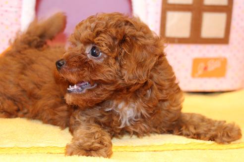 成約済の愛知県のトイプードル-48643の4枚目