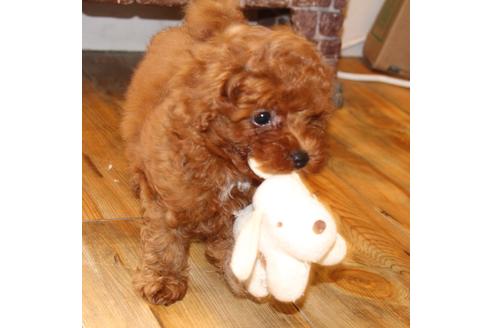 成約済の愛知県のトイプードル-48643の2枚目