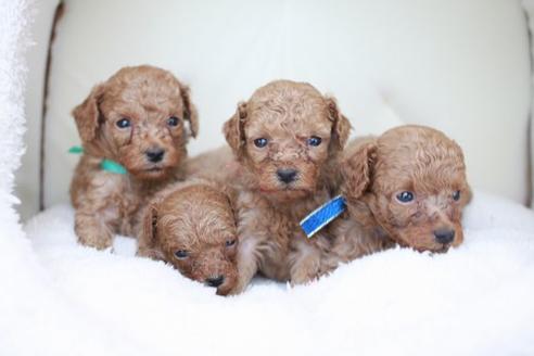 成約済の滋賀県のトイプードル-51977の5枚目