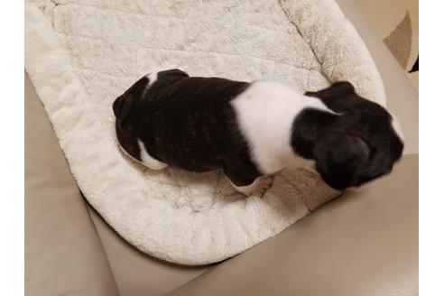 成約済の愛知県のフレンチブルドッグ-44058の1枚目