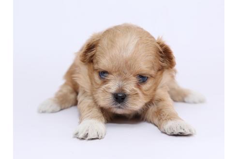 成約済の栃木県のミックス犬-52004の2枚目