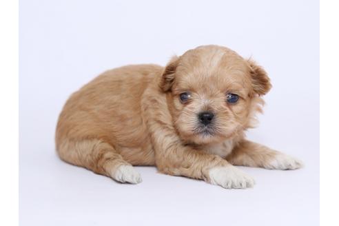 成約済の栃木県のミックス犬-52004の3枚目