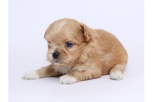 成約済の栃木県のミックス犬-52004の1枚目