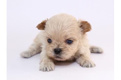 成約済の栃木県のミックス犬-52005の2枚目