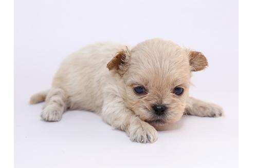 成約済の栃木県のミックス犬-52005の3枚目