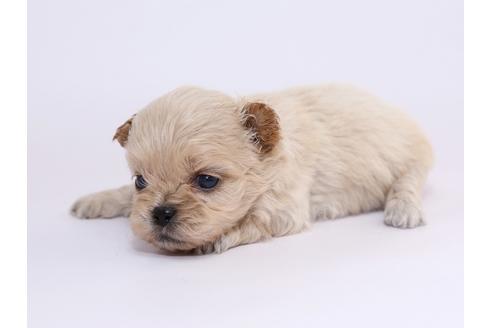 成約済の栃木県のミックス犬-52005の1枚目