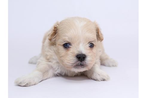 成約済の栃木県のミックス犬-52006の3枚目