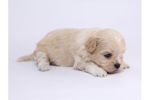 成約済の栃木県のミックス犬-52006の1枚目