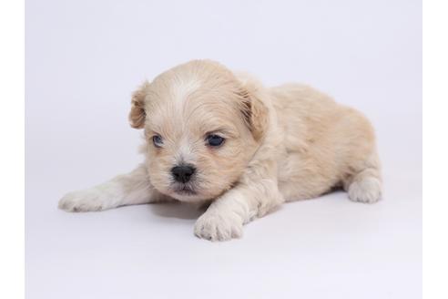 成約済の栃木県のミックス犬-52006の2枚目