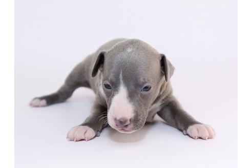 成約済の栃木県のイタリアングレーハウンド(イタグレ)-52007の4枚目