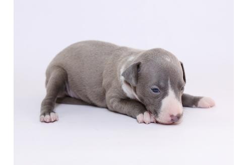 成約済の栃木県のイタリアングレーハウンド(イタグレ)-52007の1枚目