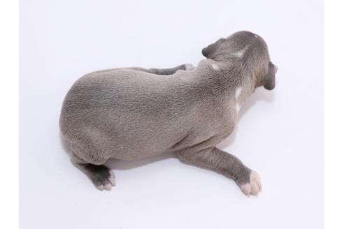 成約済の栃木県のイタリアングレーハウンド(イタグレ)-52007の3枚目