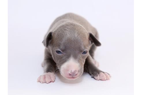 成約済の栃木県のイタリアングレーハウンド(イタグレ)-52008の3枚目