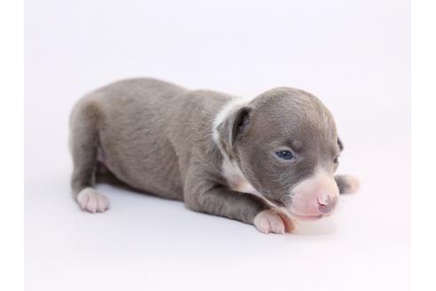 成約済の栃木県のイタリアングレーハウンド(イタグレ)-52008の4枚目