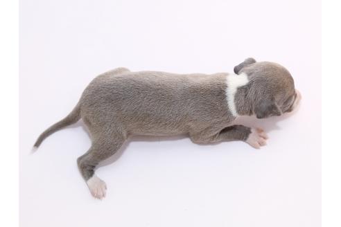 成約済の栃木県のイタリアングレーハウンド(イタグレ)-52008の2枚目