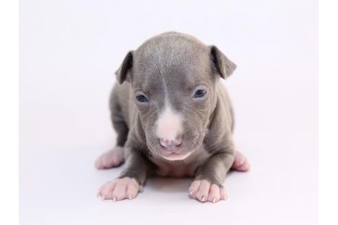 成約済の栃木県のイタリアングレーハウンド(イタグレ)-52009の2枚目