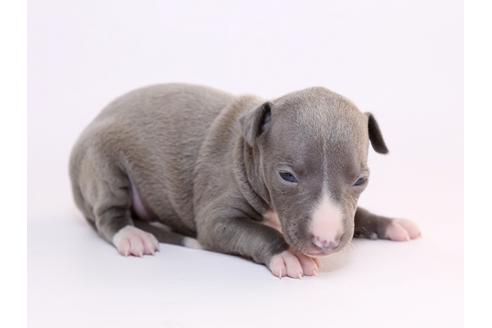 成約済の栃木県のイタリアングレーハウンド(イタグレ)-52009の3枚目