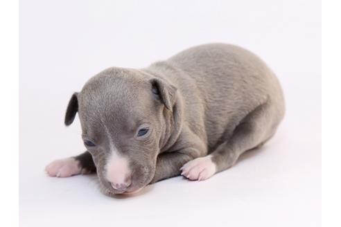 成約済の栃木県のイタリアングレーハウンド(イタグレ)-52009の4枚目