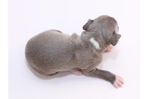 成約済の栃木県のイタリアングレーハウンド(イタグレ)-52009の1枚目