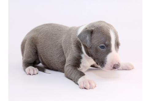 成約済の栃木県のイタリアングレーハウンド(イタグレ)-52010の3枚目