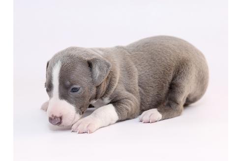 成約済の栃木県のイタリアングレーハウンド(イタグレ)-52010の4枚目