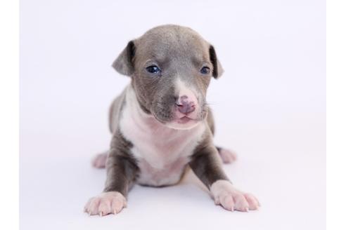 成約済の栃木県のイタリアングレーハウンド(イタグレ)-52011の3枚目