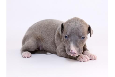 成約済の栃木県のイタリアングレーハウンド(イタグレ)-52011の4枚目