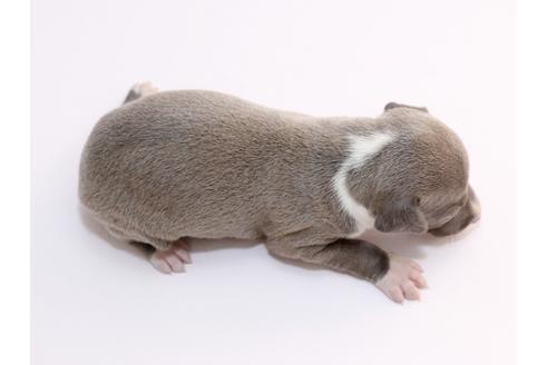 成約済の栃木県のイタリアングレーハウンド(イタグレ)-52011の2枚目