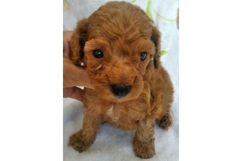 成約済の岐阜県のトイプードル-52020の1枚目