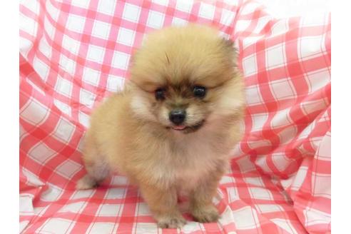 成約済の福岡県のポメラニアン-52045の1枚目