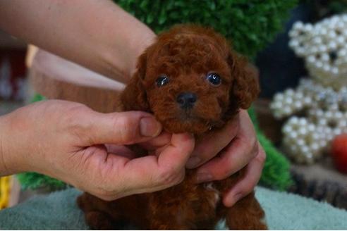 成約済の京都府のティーカッププードル-52109の3枚目