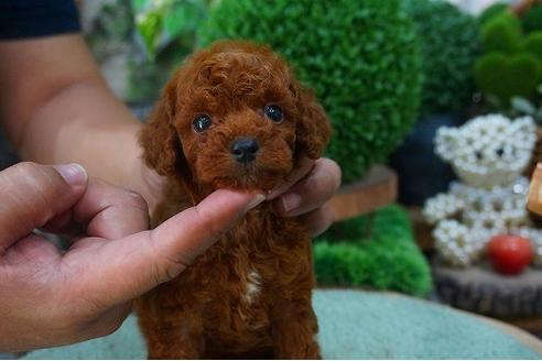 成約済の京都府のティーカッププードル-52109の2枚目