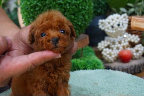 成約済の京都府のティーカッププードル-52111の2枚目