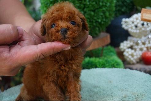 成約済の京都府のティーカッププードル-52111の1枚目