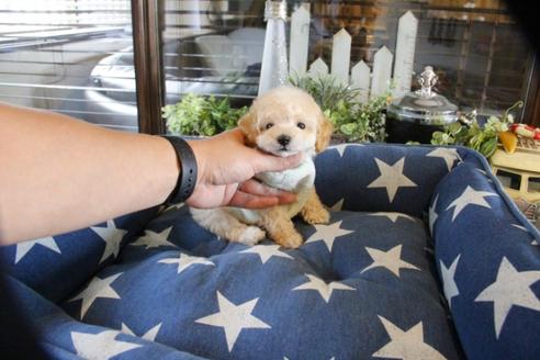 成約済の埼玉県のトイプードル-52123の3枚目