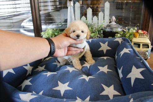 成約済の埼玉県のトイプードル-52123の4枚目