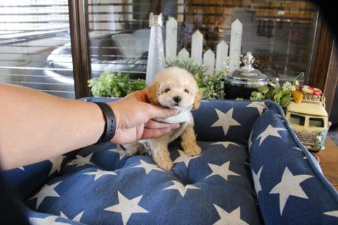 成約済の埼玉県のトイプードル-52123の5枚目