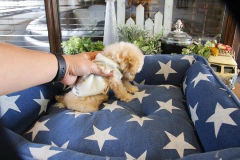 成約済の埼玉県のトイプードル-52123の1枚目