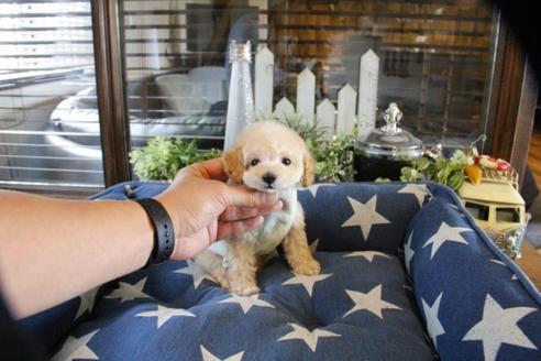 成約済の埼玉県のトイプードル-52123の2枚目