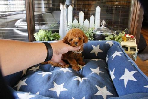 成約済の埼玉県のトイプードル-52124の4枚目