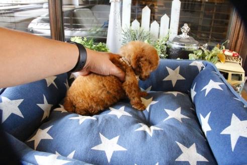 成約済の埼玉県のトイプードル-52124の5枚目