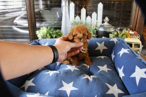 成約済の埼玉県のトイプードル-52124の1枚目