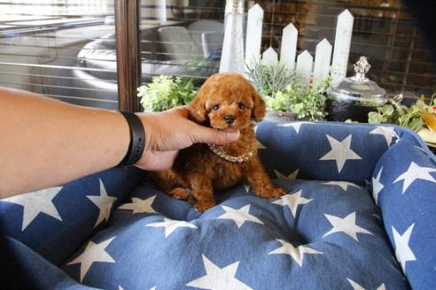 成約済の埼玉県のトイプードル-52124の2枚目