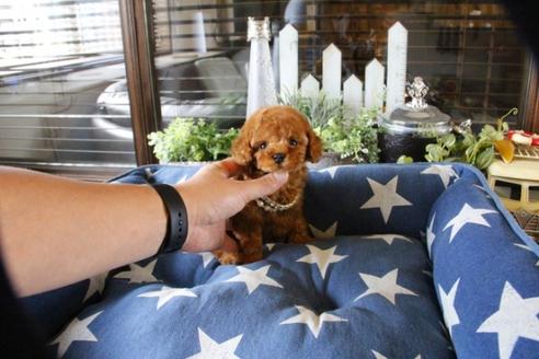 成約済の埼玉県のトイプードル-52124の3枚目